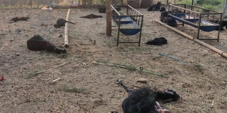 बार्शी तालुक्यातील खामगाव येथे हिंसक प्राण्याचा शेळ्यांवर हल्ला