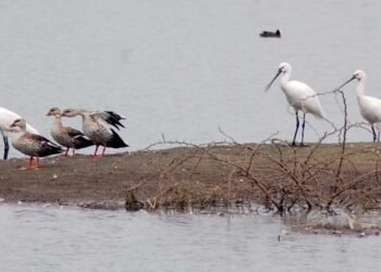 यमाई तलाव परिसरातील दुर्मिळ पक्ष्यांच्या संवर्धनासाठी कडक उपाय योजना करणे गरजेचे