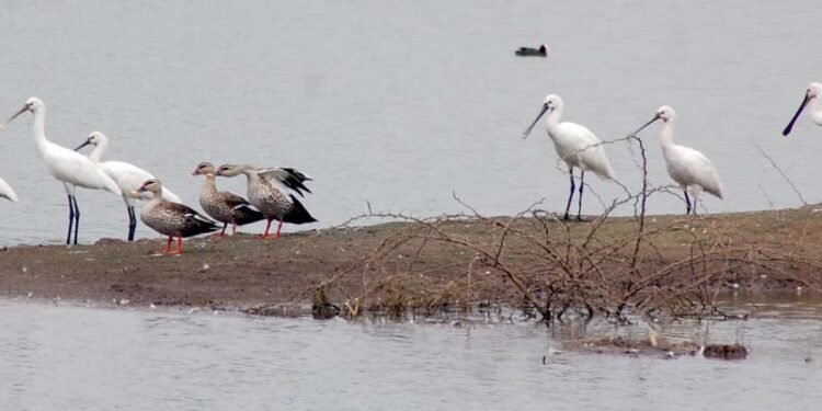 यमाई तलाव परिसरातील दुर्मिळ पक्ष्यांच्या संवर्धनासाठी कडक उपाय योजना करणे गरजेचे