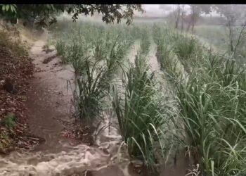 अवकाळीच्या दणक्याने पिकांचे मोठे नुकसान..!