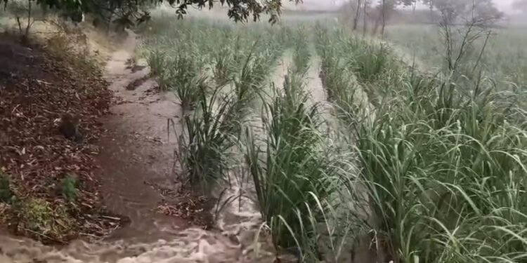 अवकाळीच्या दणक्याने पिकांचे मोठे नुकसान..!